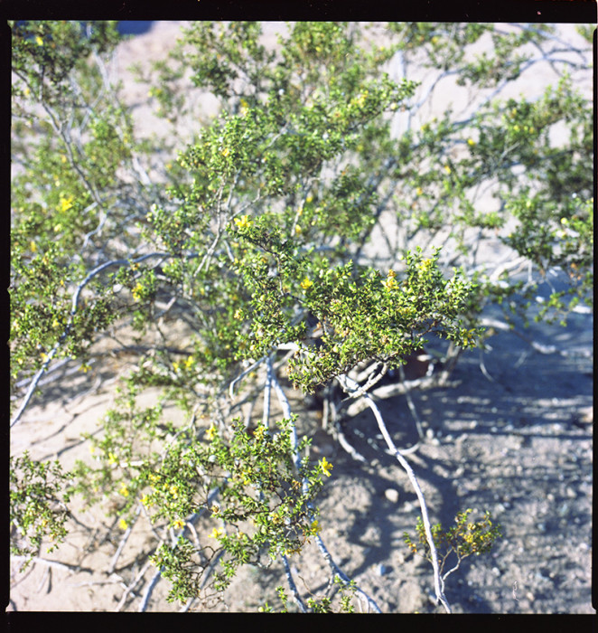 Salton Sea062