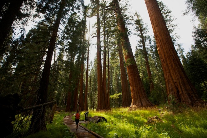 giant_sequoias 219