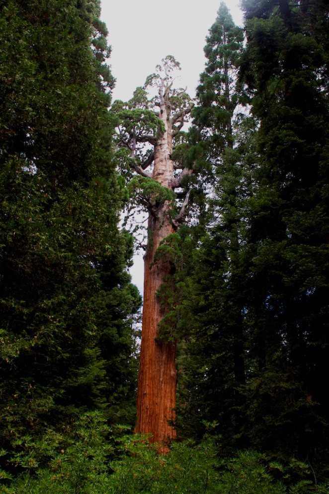 giant_sequoias 221