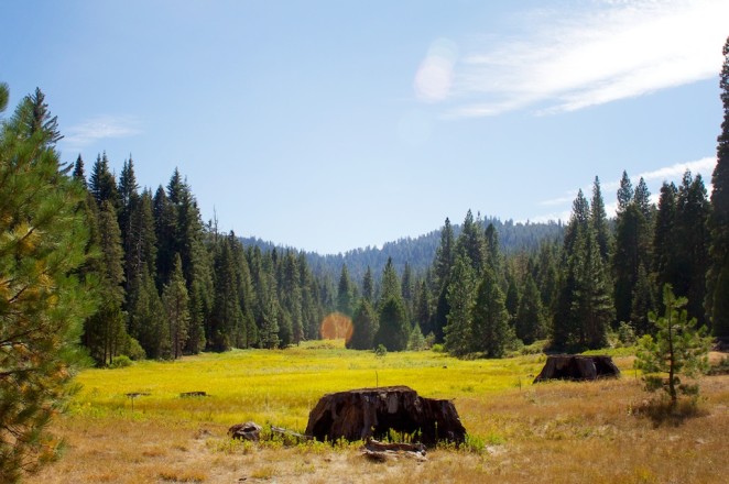 giant_sequoias 223