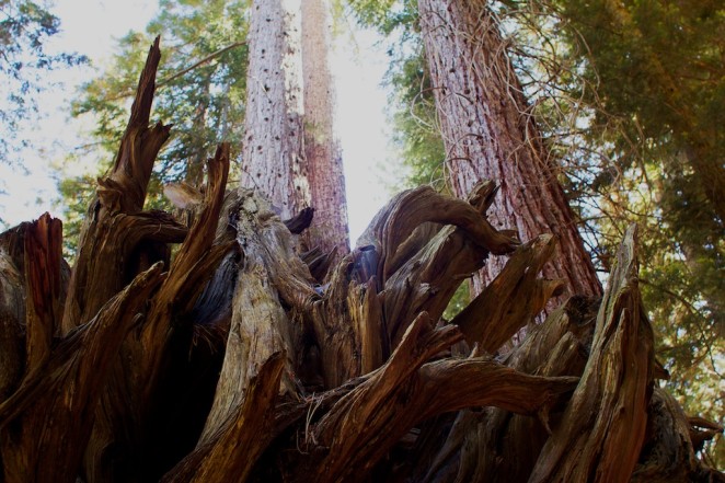 giant_sequoias 225