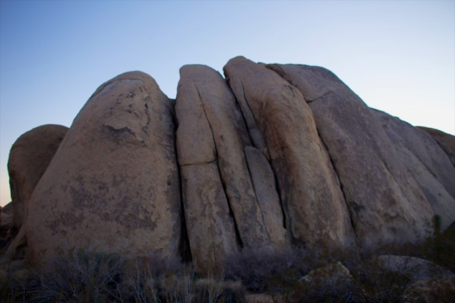 joshua tree 10