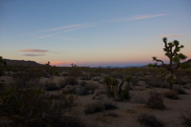 joshua tree 7