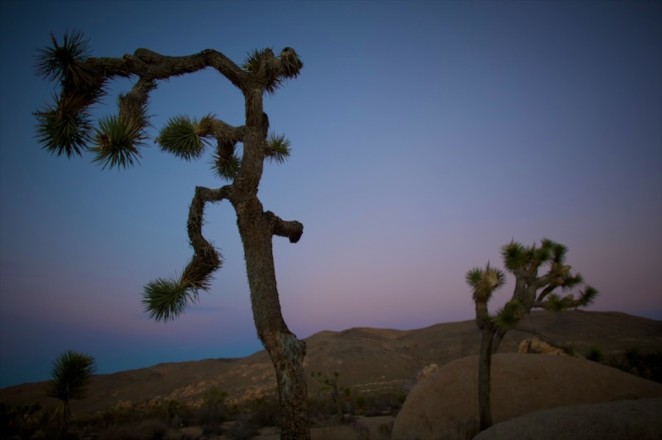 joshua tree 9