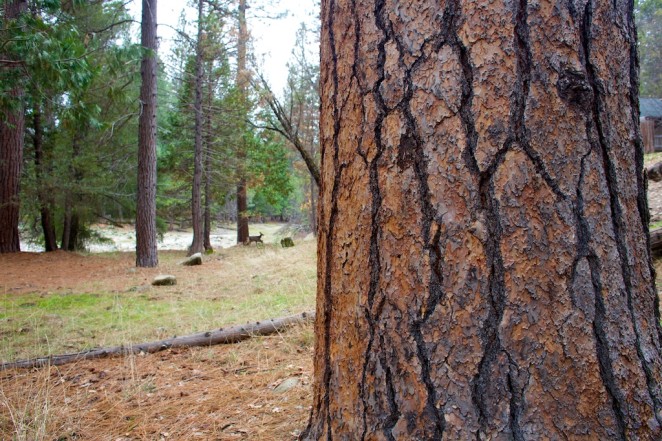 wawona yosemite cabin 6 8