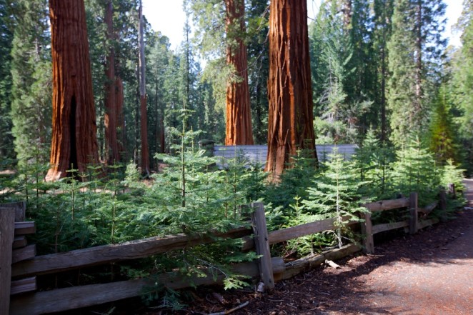 yosemite mariposa grove giant sequoias 12