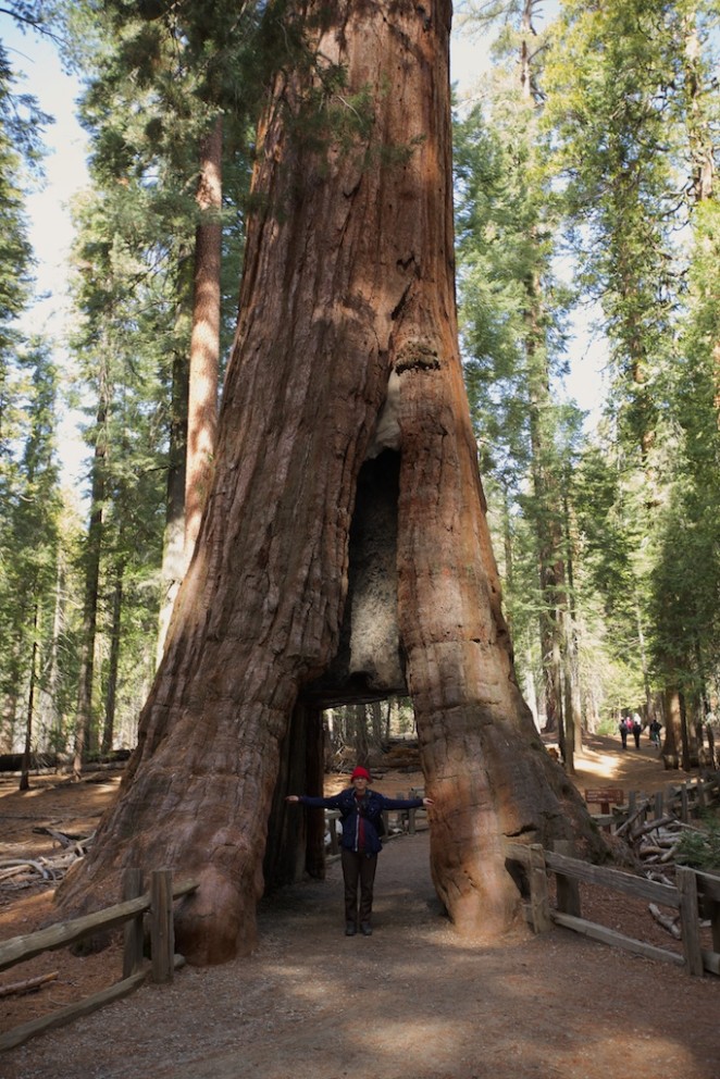 yosemite mariposa grove giant sequoias 13
