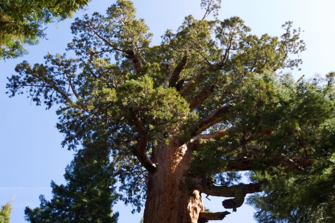 yosemite mariposa grove giant sequoias 14