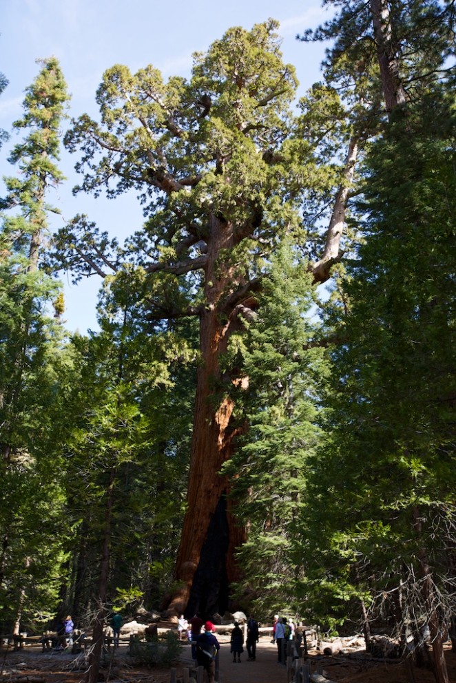 yosemite mariposa grove giant sequoias 16