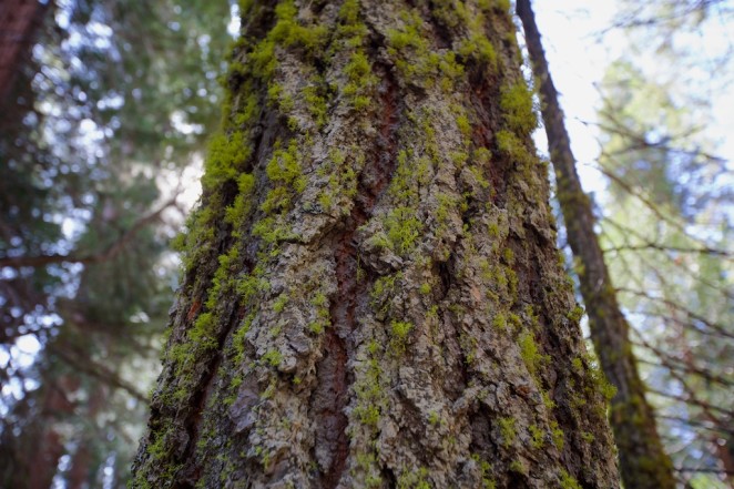 yosemite mariposa grove giant sequoias 17