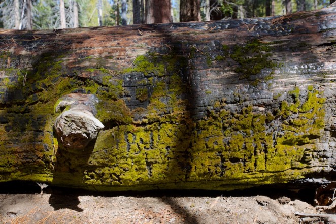 yosemite mariposa grove giant sequoias 18