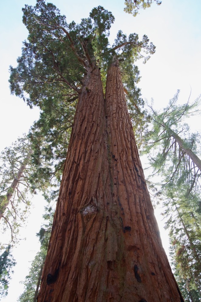 yosemite mariposa grove giant sequoias 2