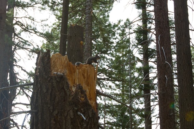 yosemite mariposa grove giant sequoias 4