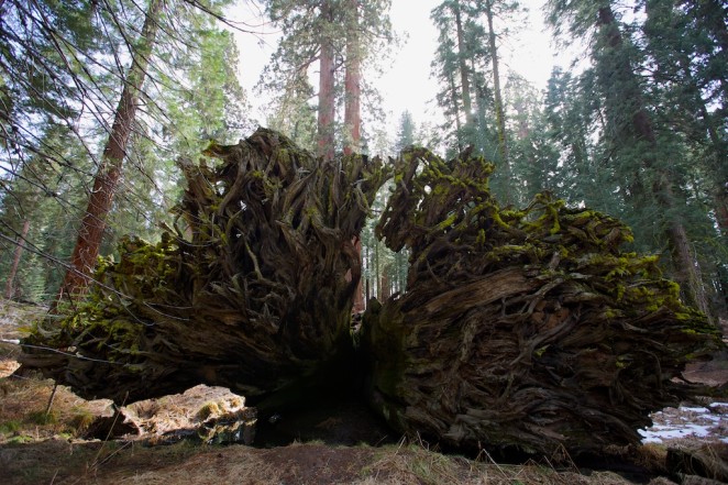 yosemite mariposa grove giant sequoias 6