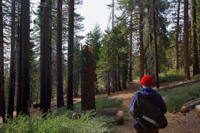 yosemite mariposa grove giant sequoias 7