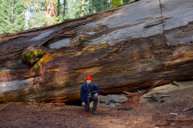 yosemite mariposa grove giant sequoias 8