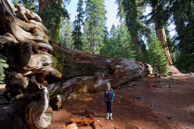 yosemite mariposa grove giant sequoias 9