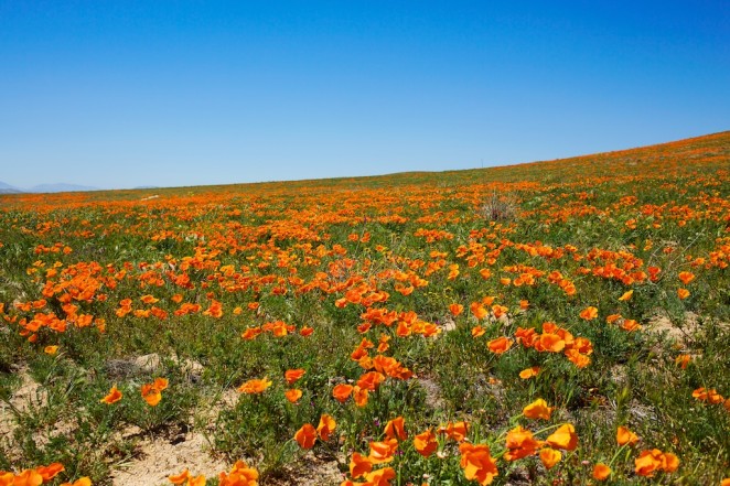 california poppy reserve 1