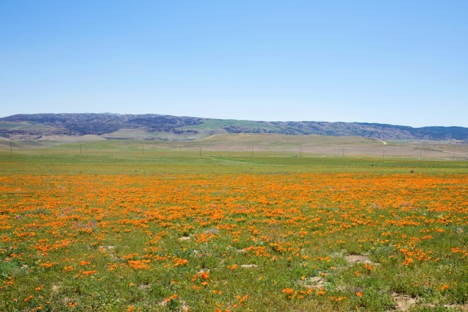 california poppy reserve 2