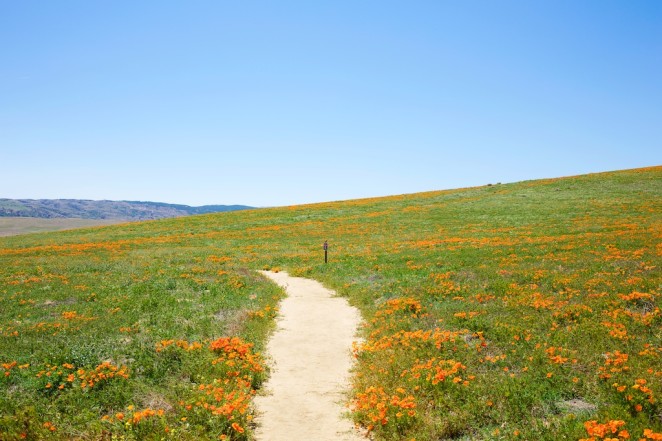 california poppy reserve 3