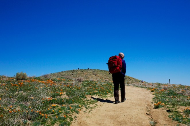 california poppy reserve 5