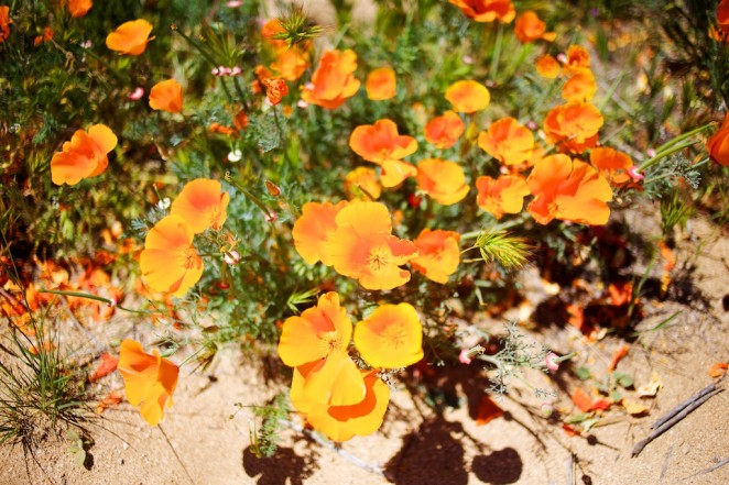 california poppy reserve 6