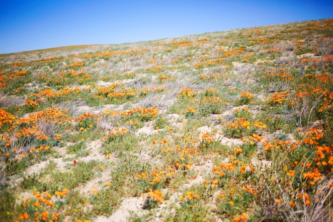 california poppy reserve 7