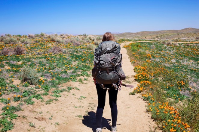 california poppy reserve 8