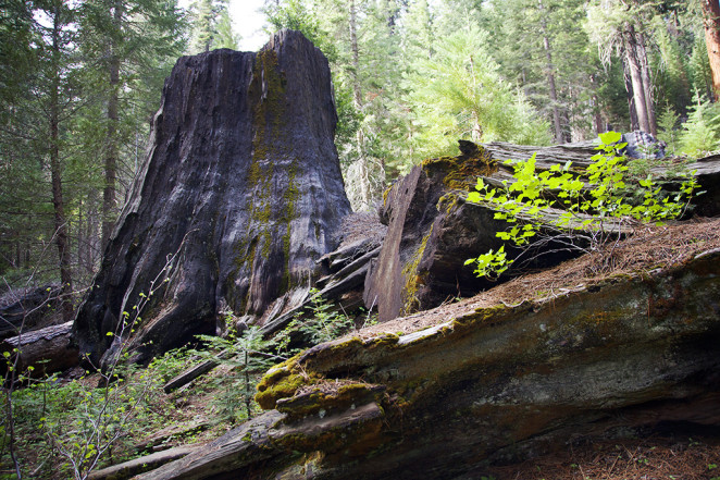 sequoia backpacking 05