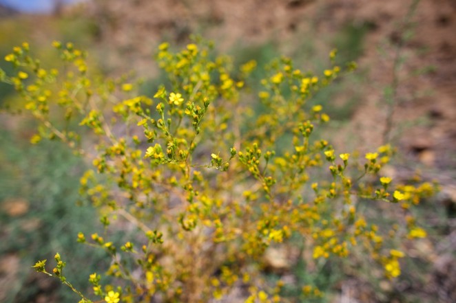 fish canyon narrows 15