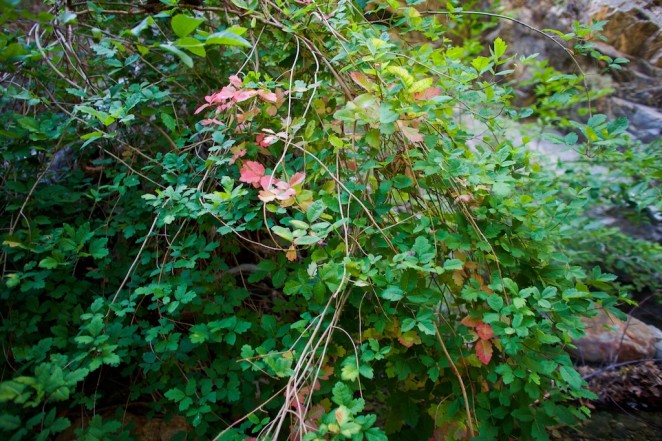 poison oak 2