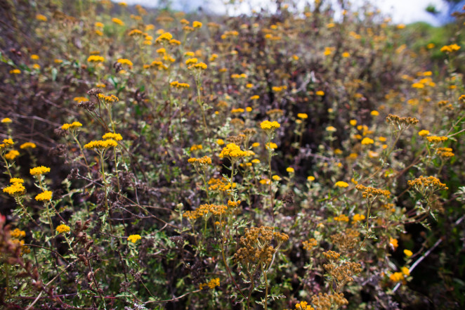 vicente flats hike-4