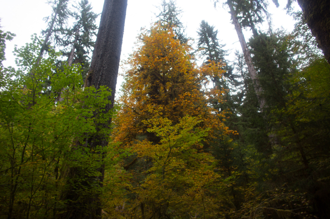 hoh rainforest-10