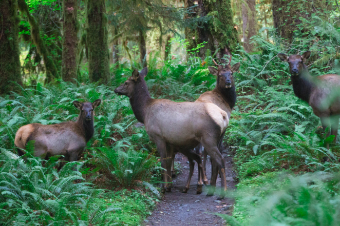 hoh rainforest-12