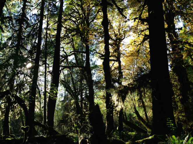 hoh rainforest-15