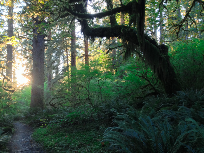 hoh rainforest-16