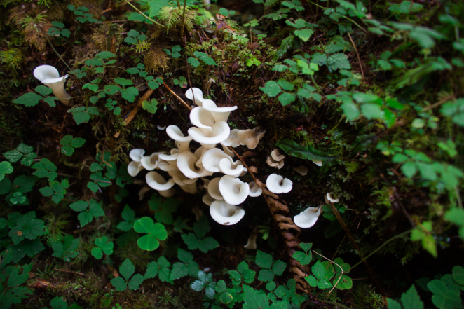 hoh rainforest-2