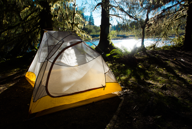 hoh rainforest-4