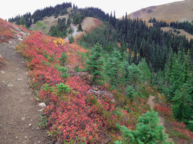 hurricane ridge-12