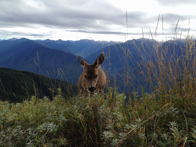 hurricane ridge-13