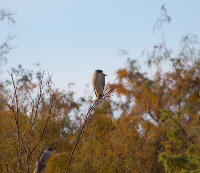 black crowned night heron-4