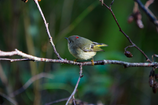 ruby crowned kinglet