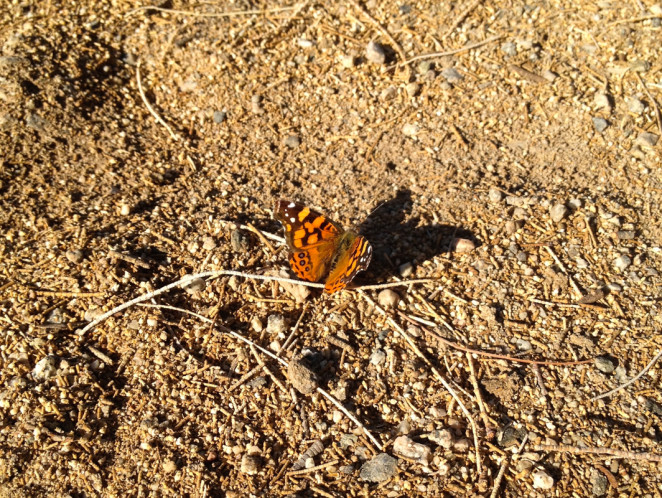 salton sea-2