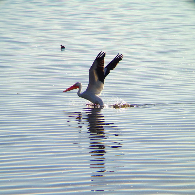 salton sea-3