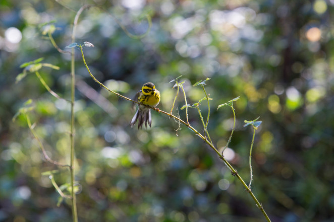 townsends warbler