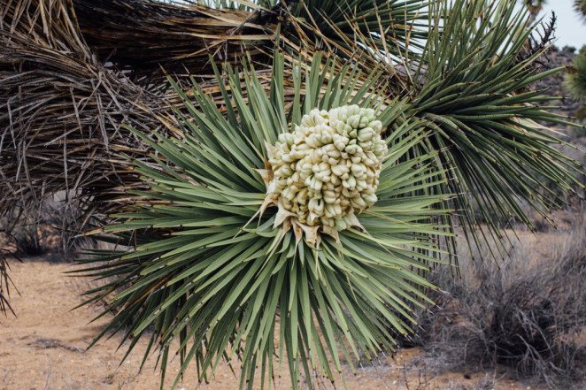 joshua tree wildflowers-1