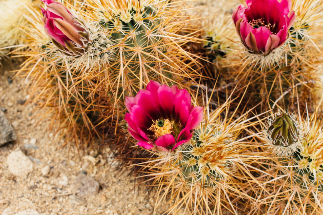 joshua tree wildflowers-10