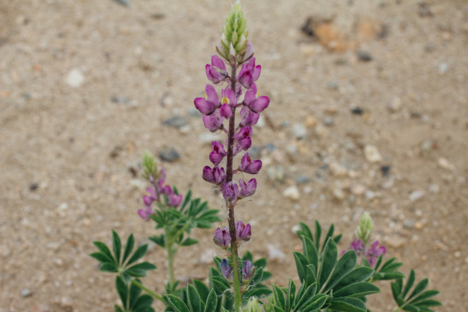 joshua tree wildflowers-12