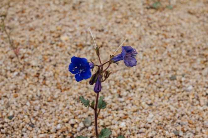 joshua tree wildflowers-14