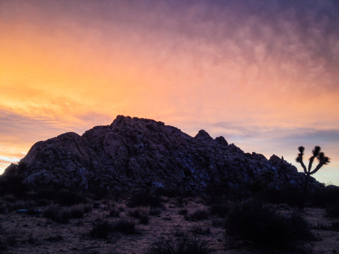 joshua tree wildflowers-15